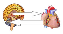 hart-brein-connectie1.jpg
